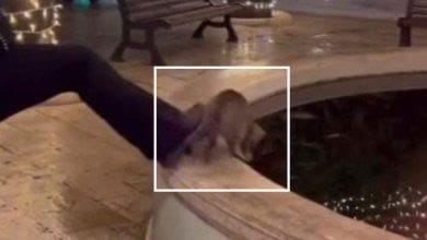 Non si fermano le crudeltà nei confronti degli animali. Le storie di Grey ed Aron.