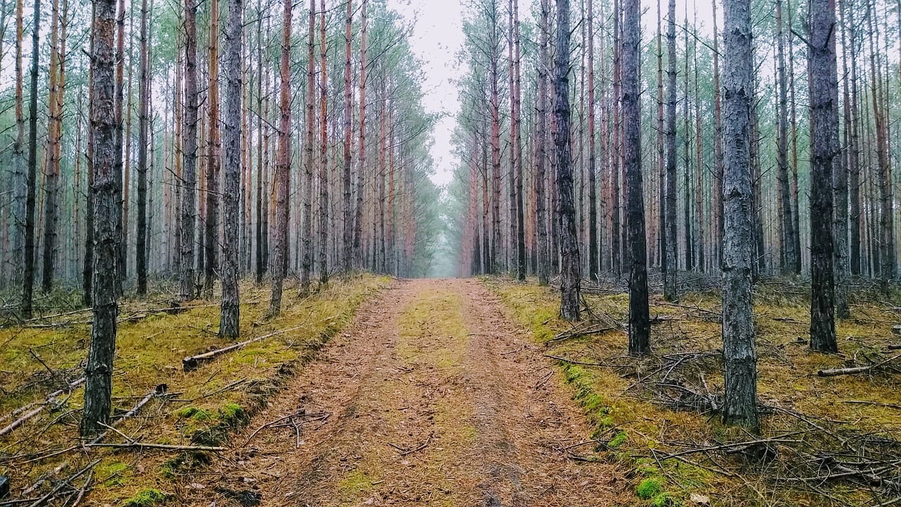 Attivisti cercano di occupare foresta di Brandeburgo in Germania, dove Tesla è in procinto di realizzare una Gigafactory