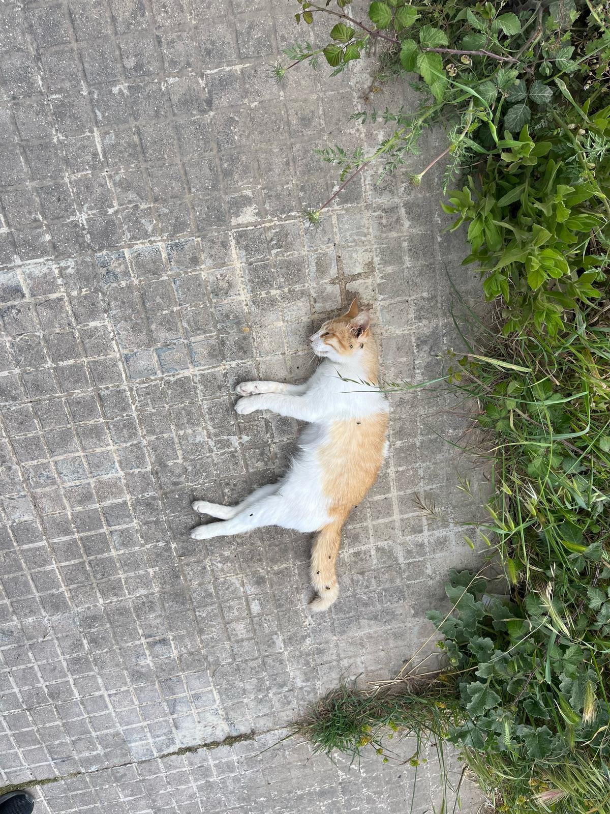 Avvelenamento di gatti a San Lazzaro, Lecce