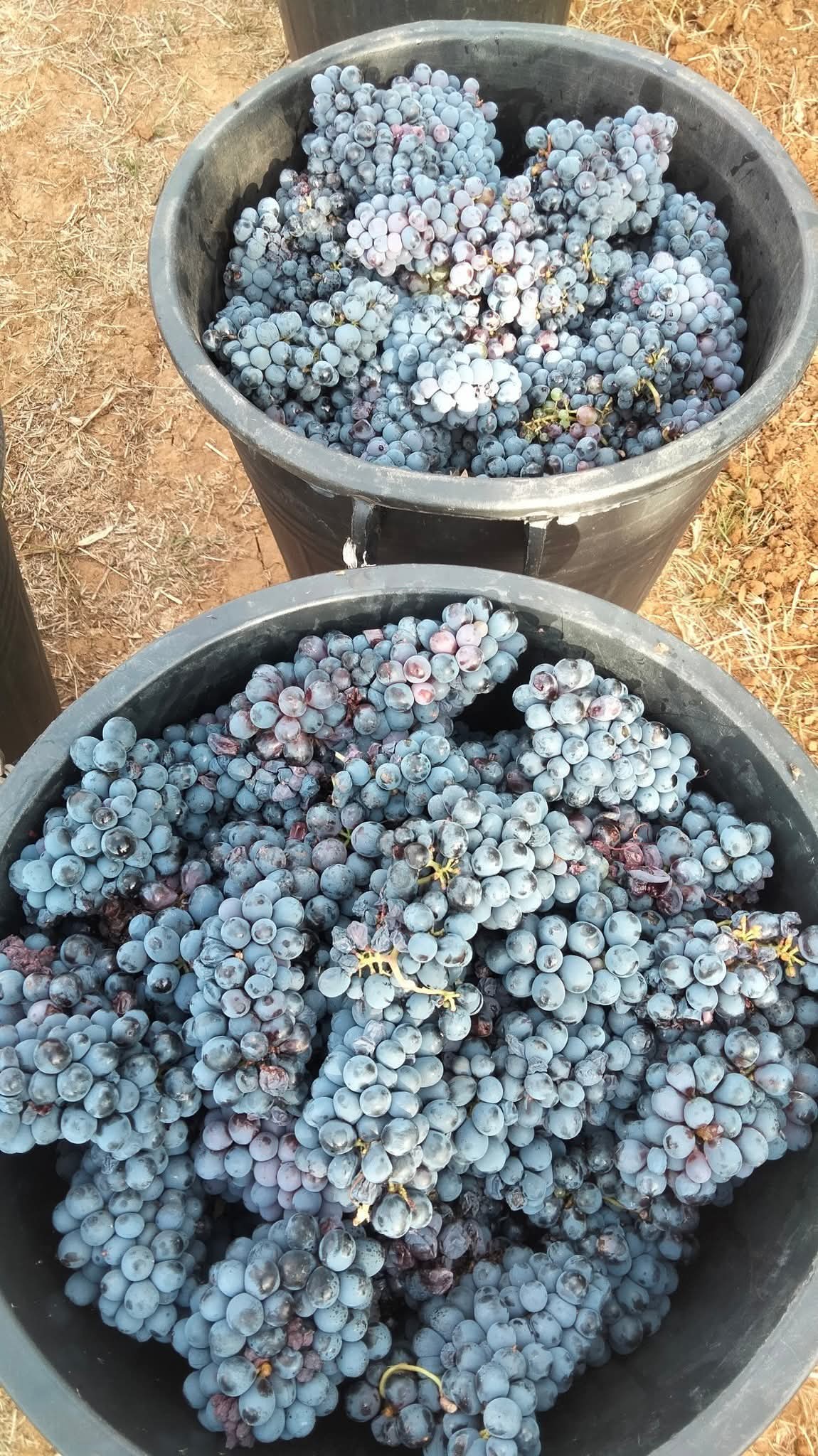 Cara uva, cara vendemmia. Una tradizione non del tutto negletta in Salento.