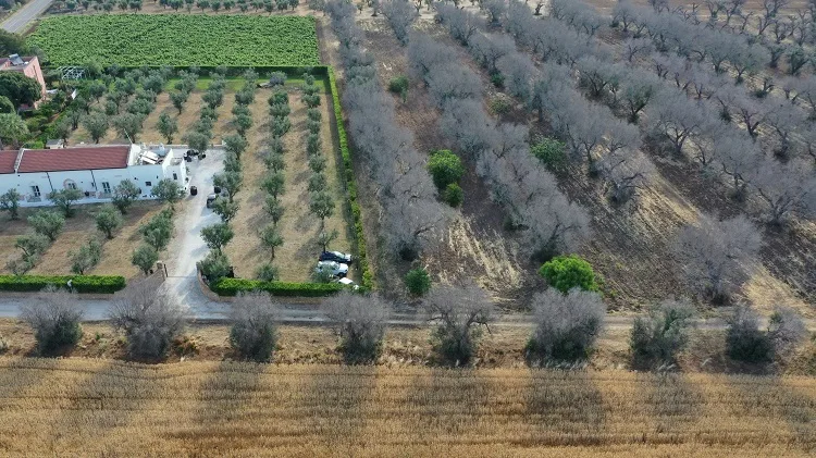 Xylella, in arrivo 30 milioni di euro in Puglia dal Ministero dell’Agricoltura, per riconversioni e reimpianti. Nulla per la cura con il Dentamet?