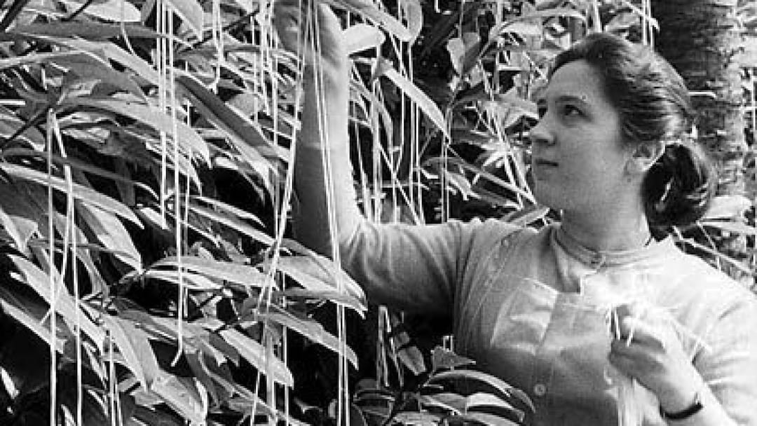 1957. Pesce d’aprile della BBC con gli alberi degli spaghetti