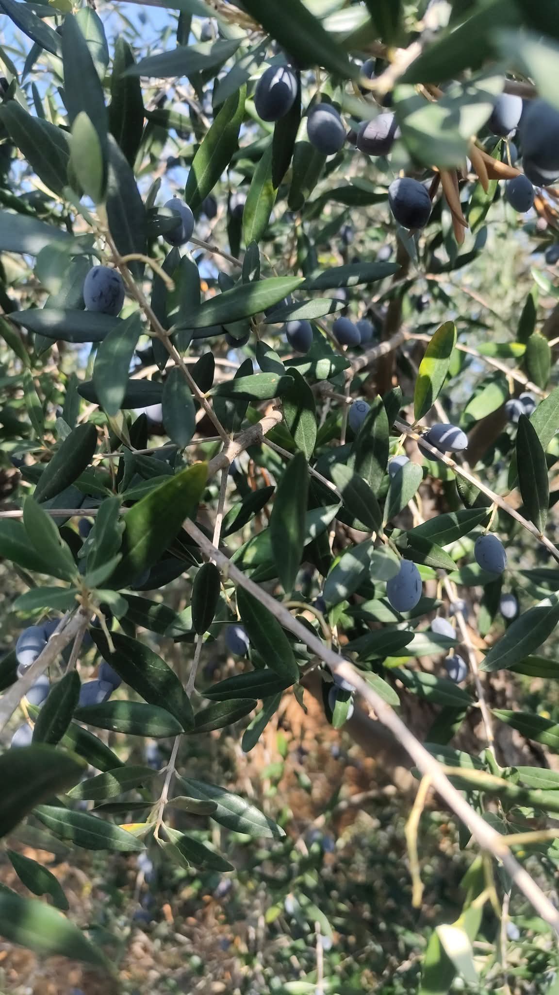 Codiro e Xylella: un commento a margine della prova dell’efficacia del Protocollo NuovOlivo
