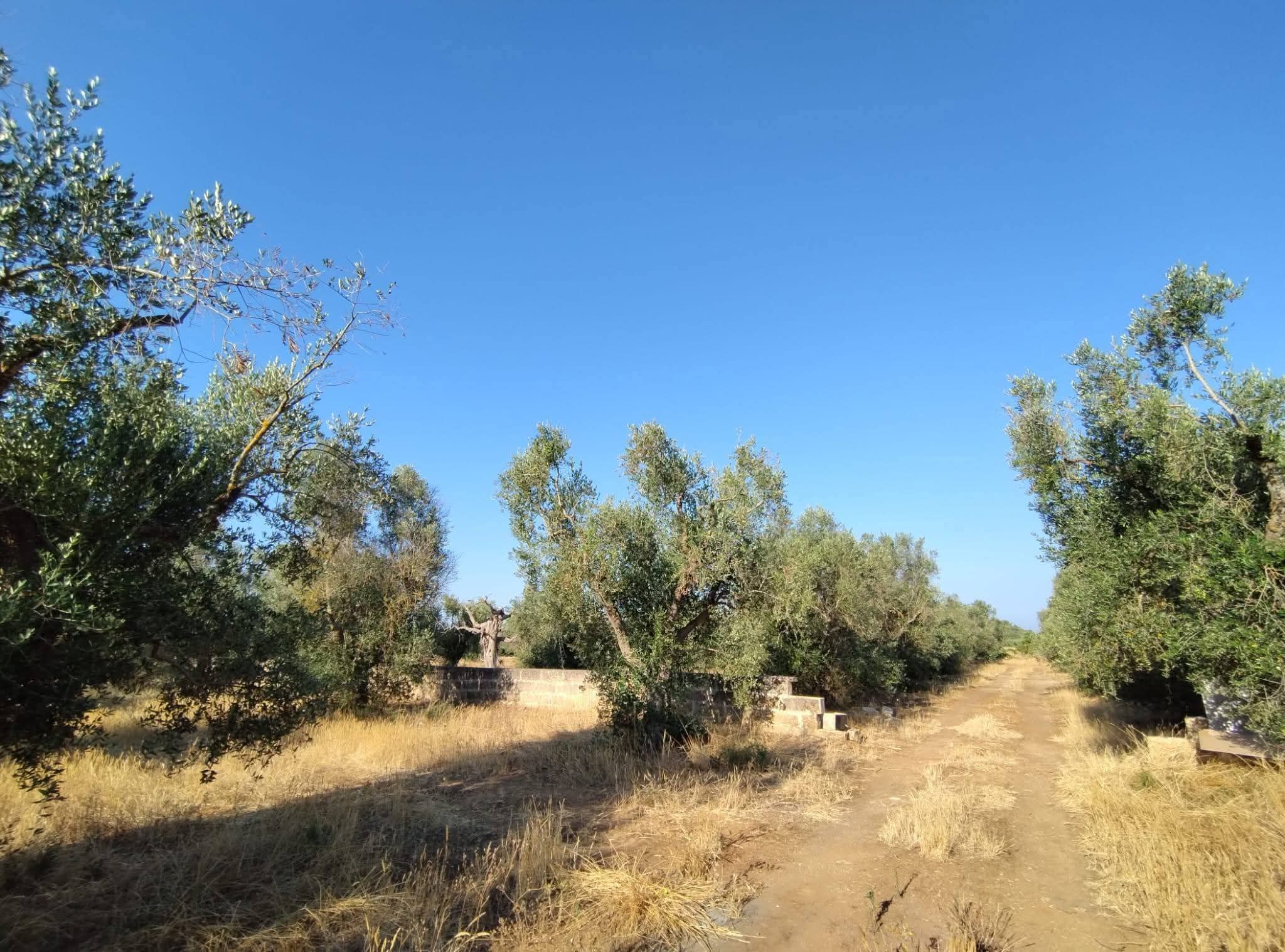 Affaire Xylella: in contrada Castellana, Salento,ulivi dati per spacciati sono rigogliosi e fruttiferi
