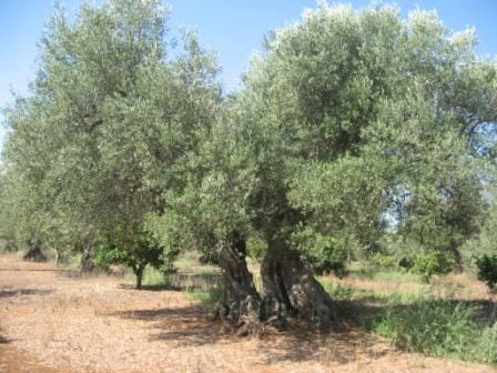 OPINIONI/Xylella:la ripresa vegetativa di Cellina ed Ogliarola